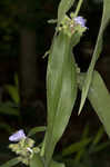 Zigzag spiderwort